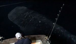 Rare Whale Shark Sighting A Thrill On Overnight Fishing Trip