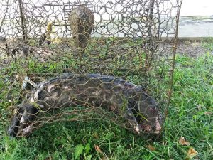 Crab Pot By-Catch Reminders Issued After Dead Otter Found