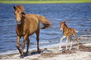 Assateague Horse’s Death Linked To Dog Food Ingestion