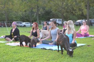 Goat Yoga Class Full Of Meaning, Fun And Laughs