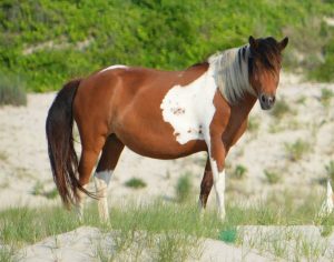 6-Year-Old Horse Euthanized Over Health Concerns; In 2017, Five Horses Have Died, Four Born