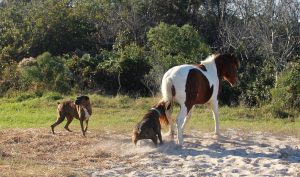 Incident Renews Importance Of Following Assateague Island’s Pet Laws