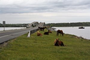 Assateague’s Fed Side Accessible But No Visitor Services During Shutdown