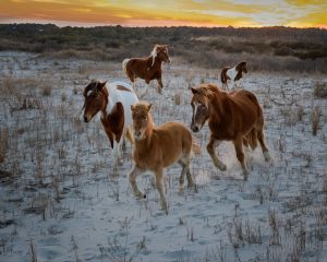 82 Horses Found On Assateague In Park Service Census