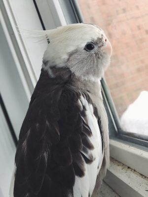 Family Seeking Public’s Help Finding Lost Cockatiel