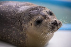 Treatments Underway For Rescued Seal