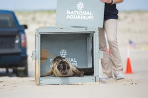 Seal Completes Short Rehabilitation