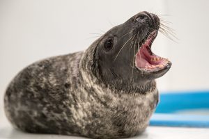 Two Rescued Seals Recovering, One Dies From Seizure