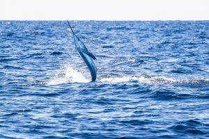 $15K Again On The Line For Season’s First White Marlin
