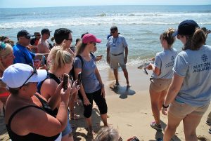 Seven Sea Turtles Released After Rehab Stint