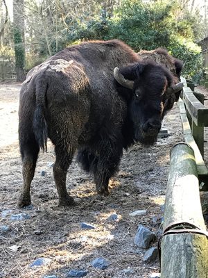 Zoo’s Bison Passes Away At 25