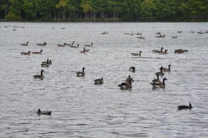 290 Geese Removed From Ocean Pines, Euthanized By USDA