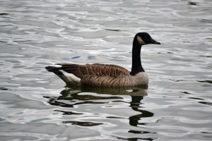 Ocean Pines General Manager Defends Geese Decision