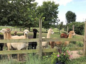Farm’s Annual Open House Showcases Local Alpacas