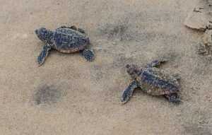 Turtle Hatchlings Called ‘Extremely Rare Event’ In Fenwick