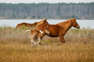 Assateague Census Finds 78 Horses; Year’s Fourth Foal Born This Month