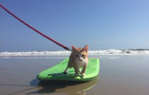 Pip The Beach Cat’s Online Journey ‘Doing A Lot Of Good’; Owners Planning Children’s Book On Cat’s Adventures
