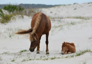 Assateague’s Fed Side Remains Accessible But Without Visitor Services