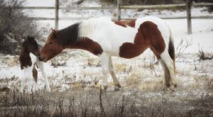 new-foal-robyn-phillips-3-300x165.jpg