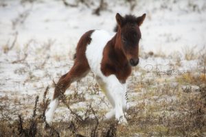 Surprise Winter Foal Born On Assateague