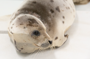 Harp Seal Rescued In OC Recovering At Aquarium