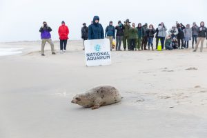After Rehab Stint, Harp Seal Released On Assateague