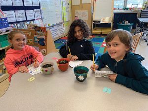 Ocean City Elementary Kindergartens Study The Life Cycle Of A Plant And Parts Of A Plant