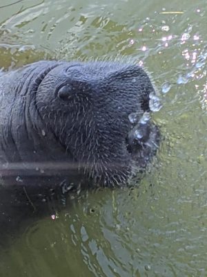 Local Manatee Sightings Unusual, But They Do Occur