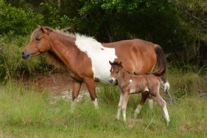 Year’s Third New Foal Born On Assateague