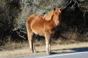 Young Assateague Horse Killed By Park Vehicle