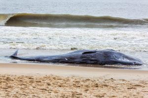 Necropsy On Deceased Whale Conducted Before Burial