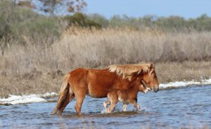 Assateague Island Welcomes Foal