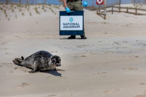 Juvenile Grey Seal Released After Putting On 30 Pounds