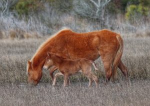 At Least Seven More Foals Expected On Assateague This Year