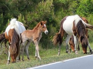 Year’s Sixth Foal Born Last Weekend On Assateague Island