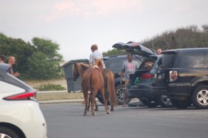 Man Charged For Riding Wild Horse On Assateague; Officials Offer Safety Reminders Ahead Of Weekend