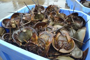 Blood From Horseshoe Crabs Critical To Vaccine Research Including COVID-19