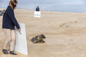 After Long, Complicated Rehab Journey, Seal Finally Released From Assateague