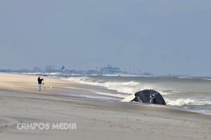 Unpleasant Odor Expected From Decomposing Whale On Assateague