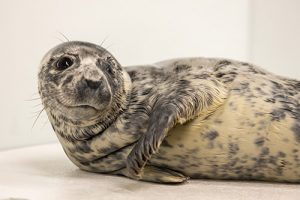 Young Seal Learning Survival Skills At National Aquarium