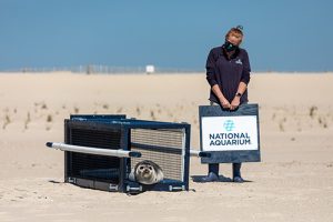 Rescued Seal Released After Successful Rehab