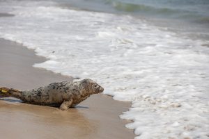 Seal Pup Completes Rehabilitation