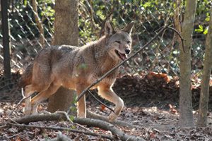 Salisbury Zoo Shares Red Wolf Passed Away At 11