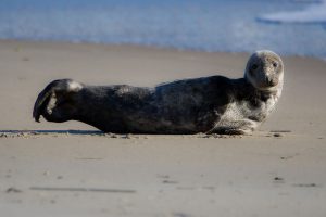 Migrating Seals Make First Appearance