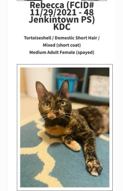 Missing Berlin Cats Located At Philadephia Shelter