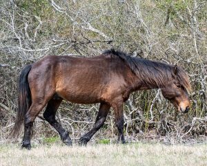 Assateague Stallion Relocated To Texas
