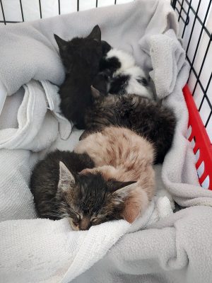 Organizations Report Influx Of Kittens; Shelter Expect Current 124 To Double By Year’s End