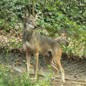 New Red Wolf Joins Salisbury Zoo