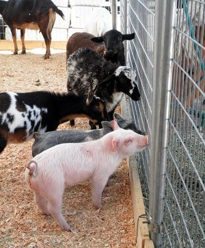 Worcester Recreation, Parks Dept. To Support County Fair