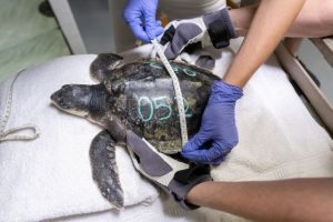 25 Cold-Stunned Sea Turtles In Aquarium Care
